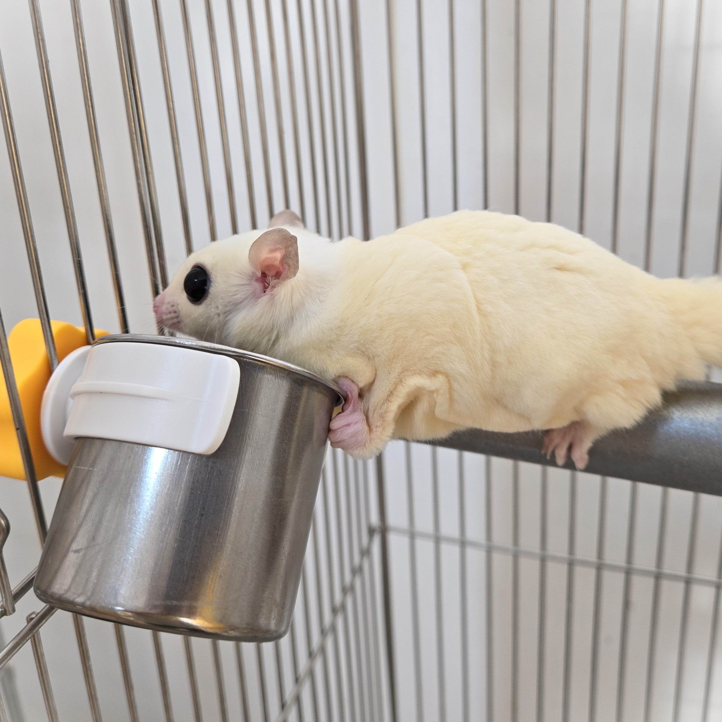 爪も研げる「戦略的食事処」、どこでも設置ができるステンレス製モモンガ用食器