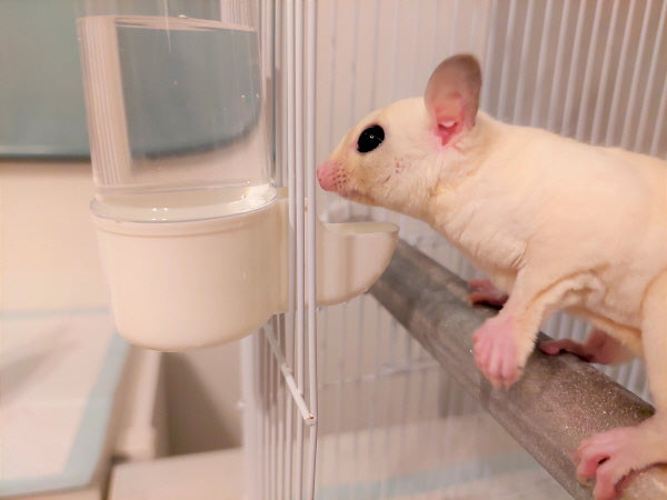 タフクリーンモモンガ給水器、故障NO!汚れNO!