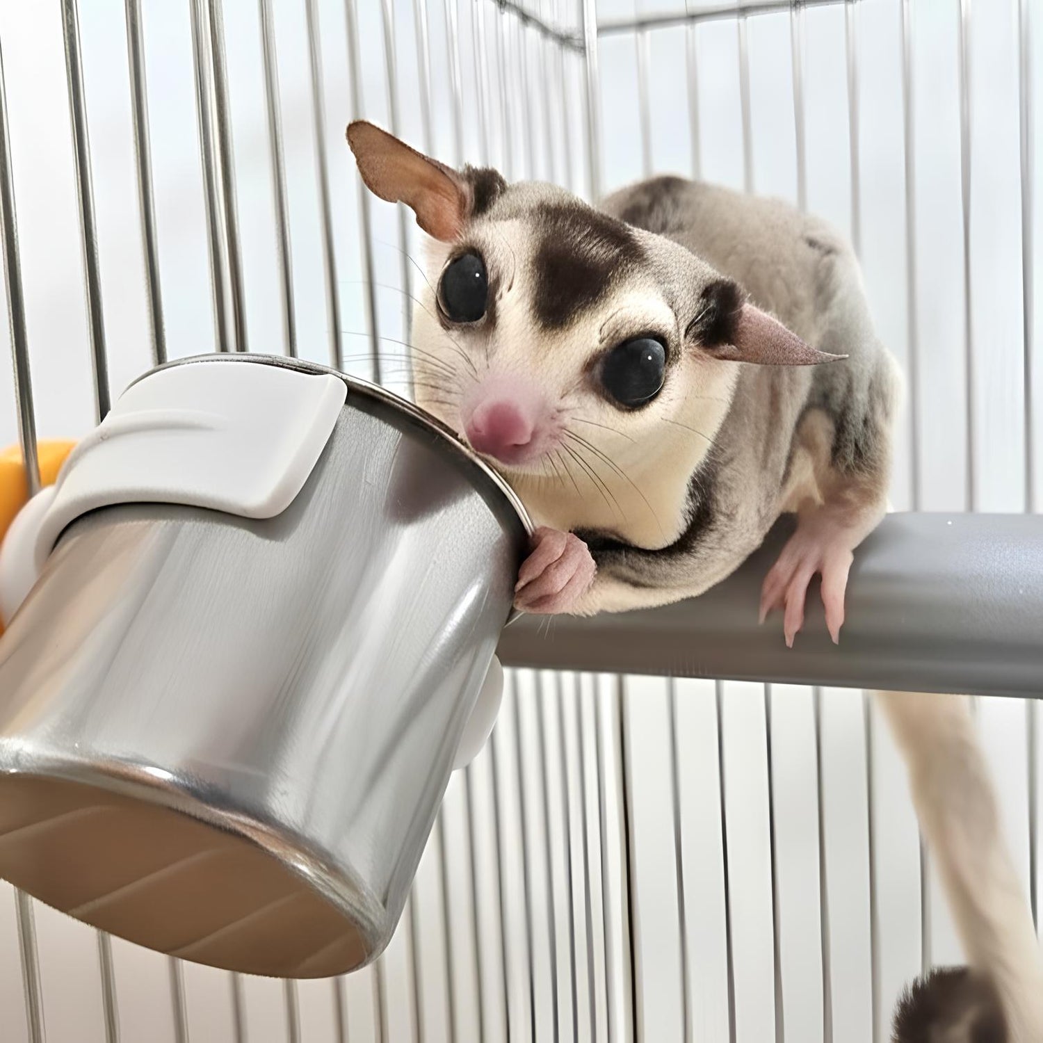 爪も研げる「戦略的食事処」、どこでも設置ができるステンレス製モモンガ用食器