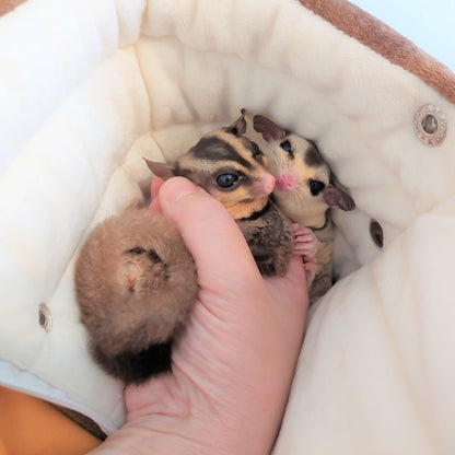 モモンガハウスじゃない, モモンガを触る新しい方法 「モモさわロール」ペット用ヒーター設置OK（モモンガポーチ）