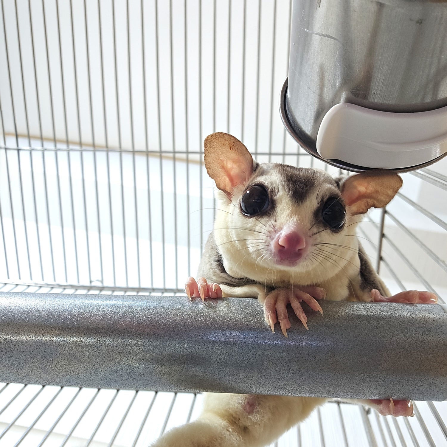 爪も研げる「戦略的食事処」、どこでも設置ができるステンレス製モモンガ用食器