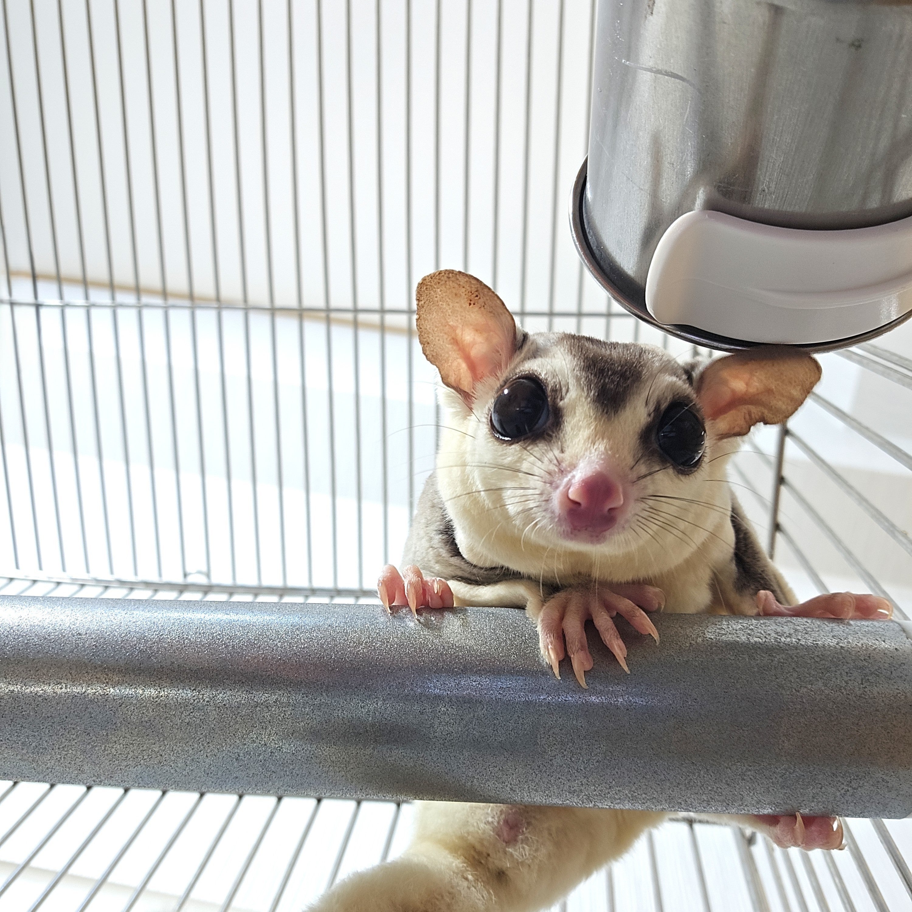 爪も研げる「戦略的食事処」、どこでも設置ができるステンレス製モモンガ用食器