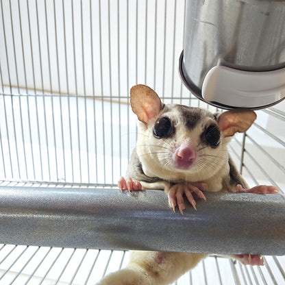 爪も研げる「戦略的食事処」、どこでも設置ができるステンレス製モモンガ用食器