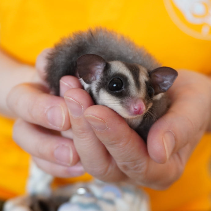 フクロモモンガの飼育の問題は,専門用品ですっきり解決,のびも15